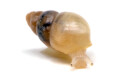 Leptinaria sp. juvenil